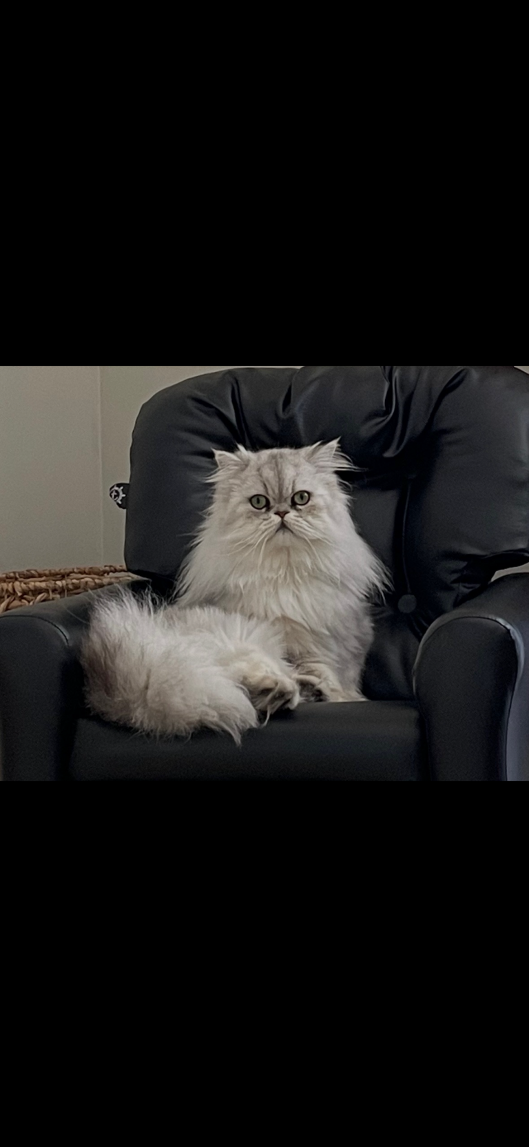 Huxley, lost cat, Persian