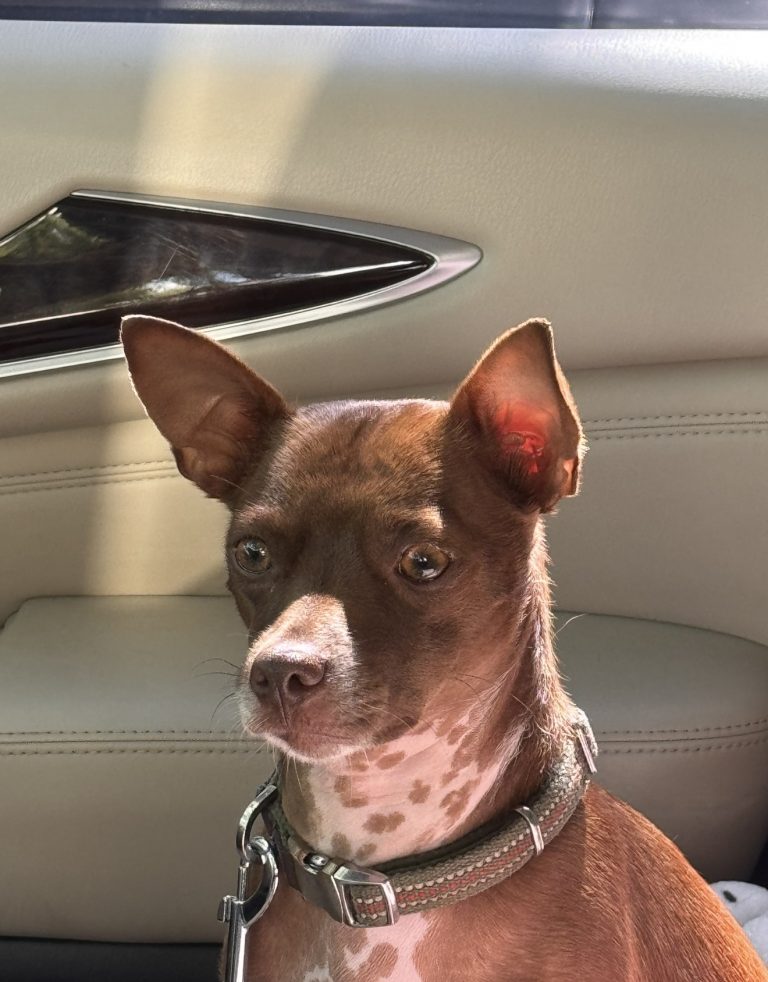 Choco, lost dog, Chiguagua