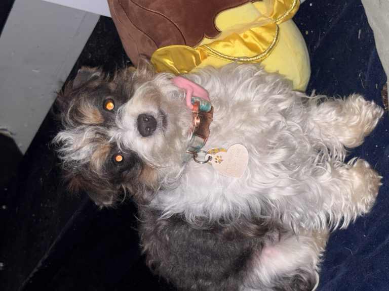 Miffy, lost dog, small mixed breee