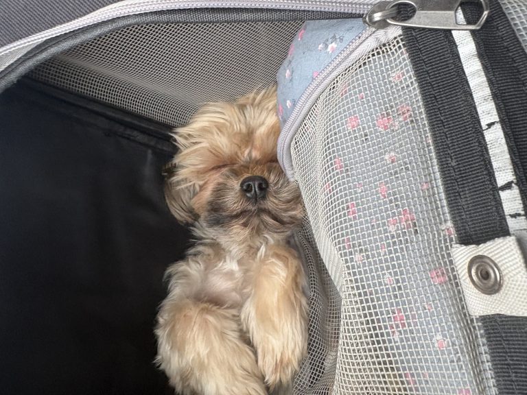 Coco, lost dog, Yorkshire Terrier