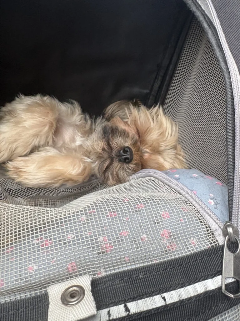 Coco, lost dog, Yorkshire Terrier