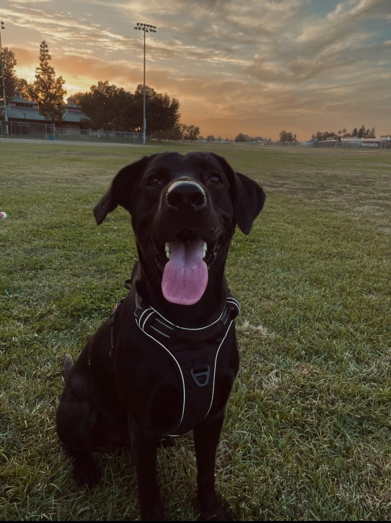 Koa, lost dog, Labrador Retriever