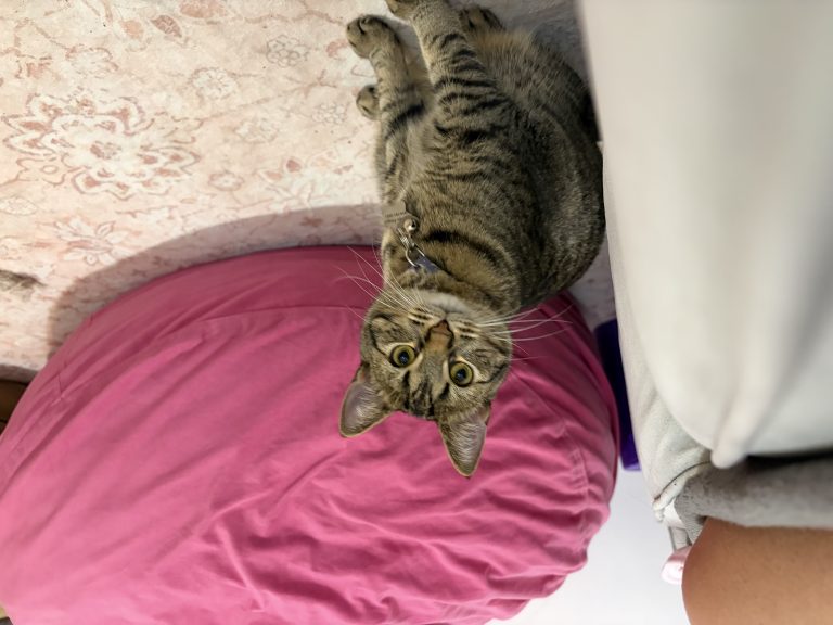 Billie, lost cat, Short hair