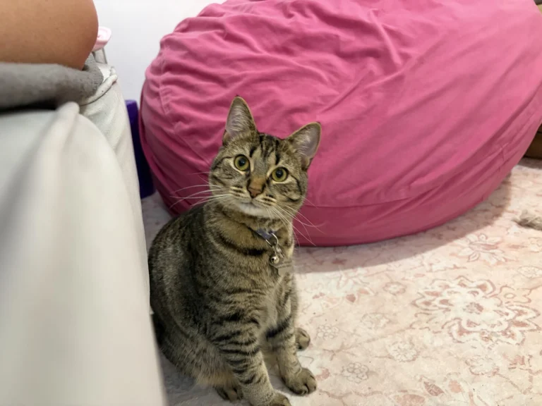 Billie, lost cat, Short hair