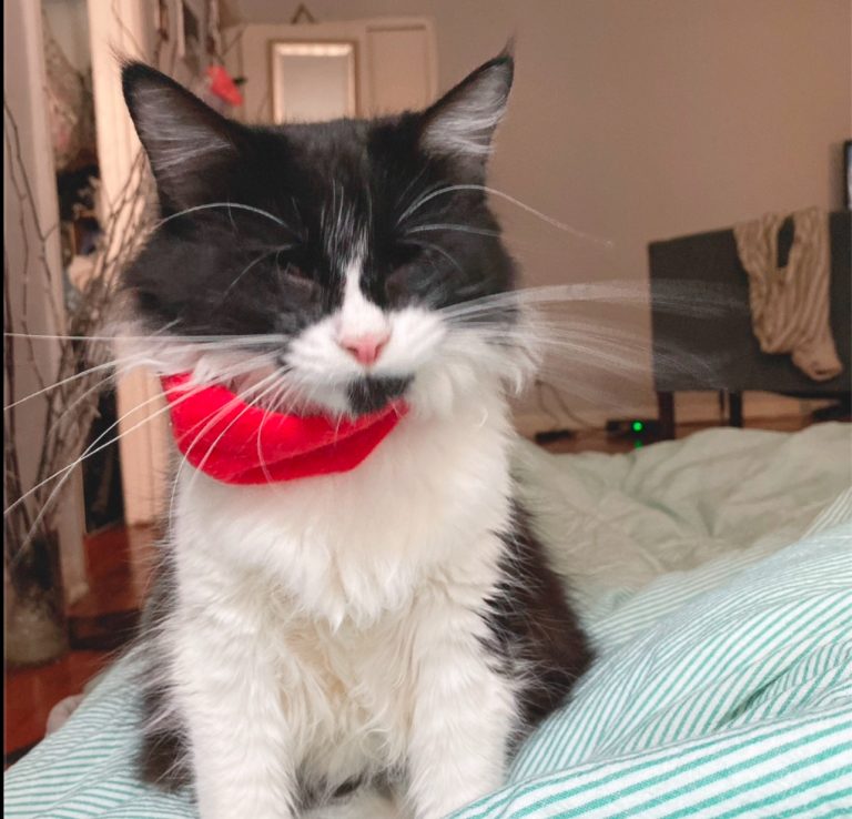 Inyoung, lost cat, Domestic shorthair