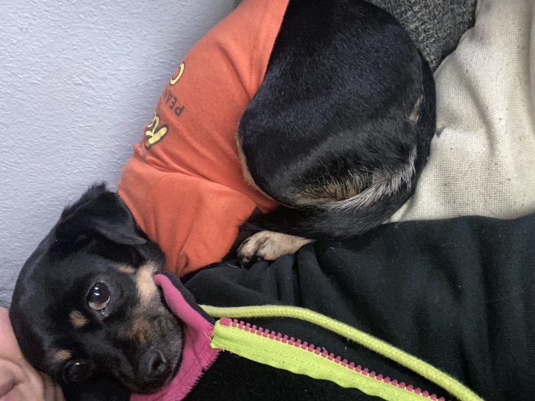 Hazel, lost dog, Chiwennie