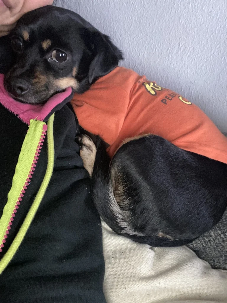 Hazel, lost dog, Chiwennie