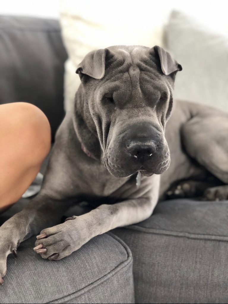 Rolla, lost dog, Chinese sharpei