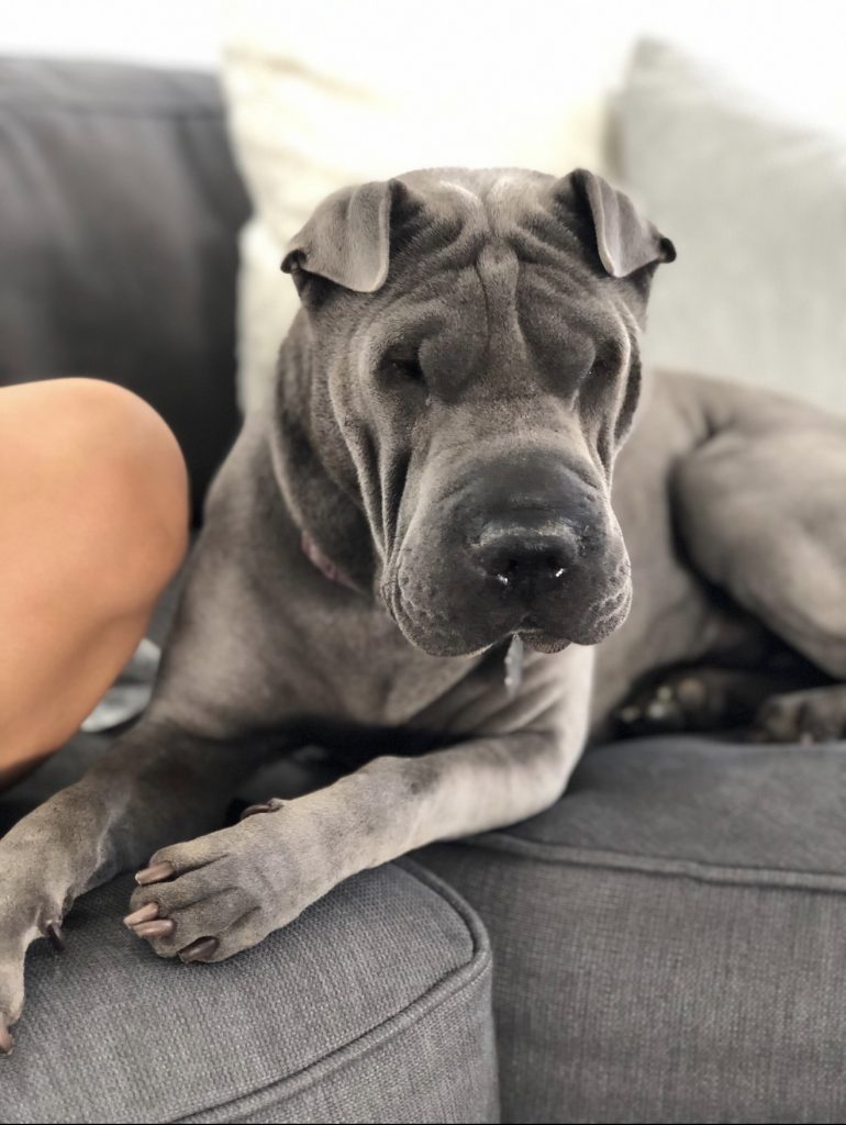 Rolla, lost dog, Chinese sharpei
