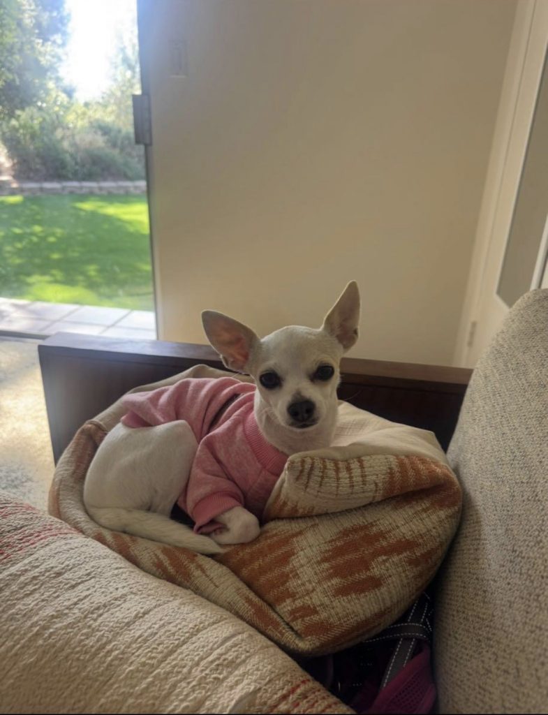Sticky, lost dog, Chihuahua