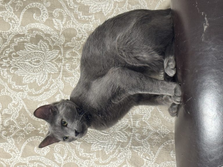Neno, lost cat, Idk