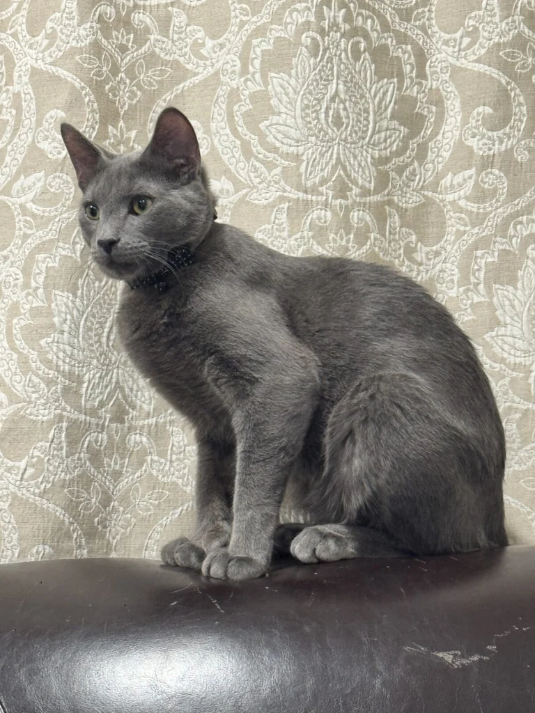 Neno, lost cat, Idk