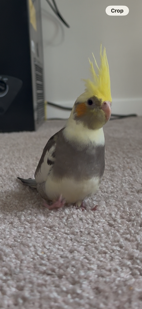 Gugu, lost bird, Cockatail