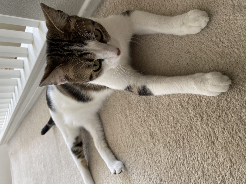 Cal, lost cat, Generic