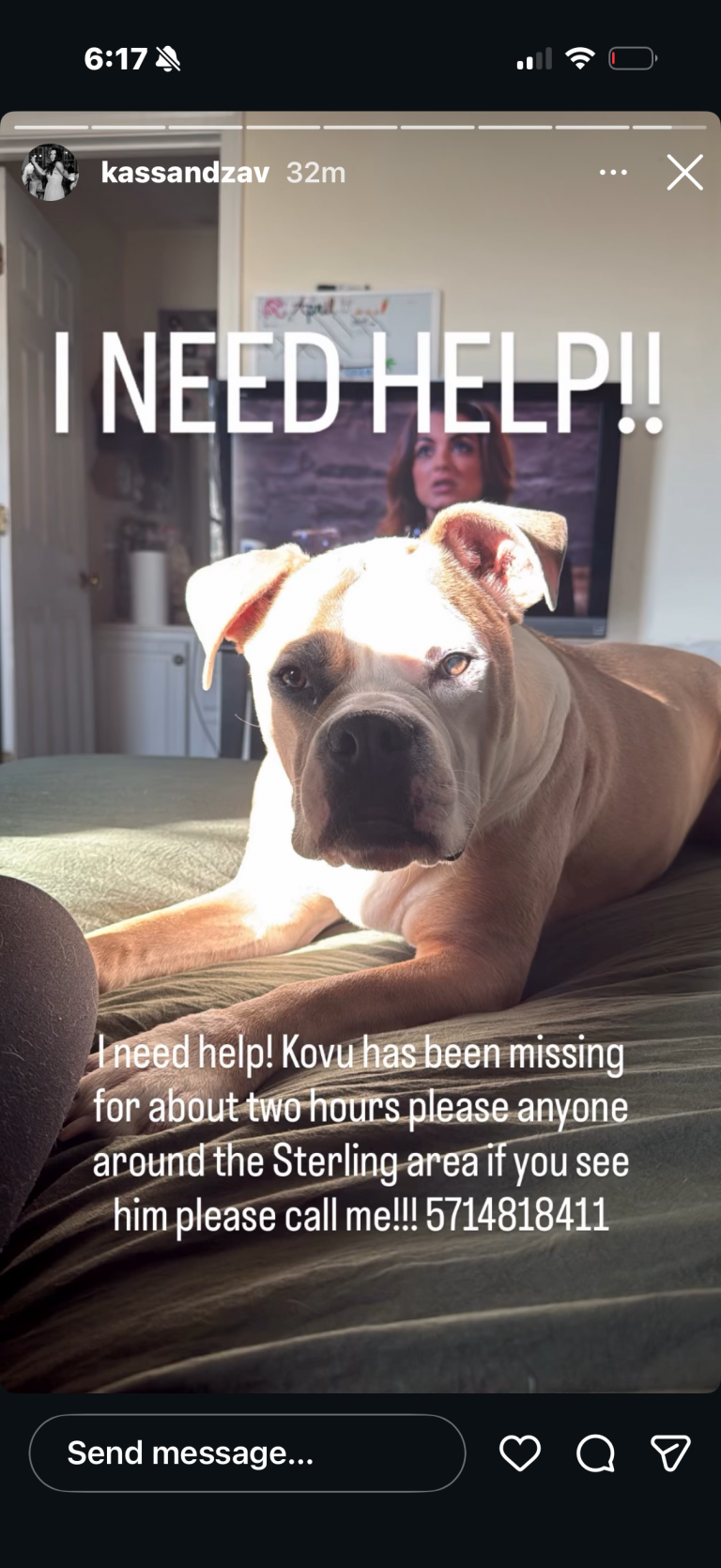 Kovu, lost dog, Pit mix