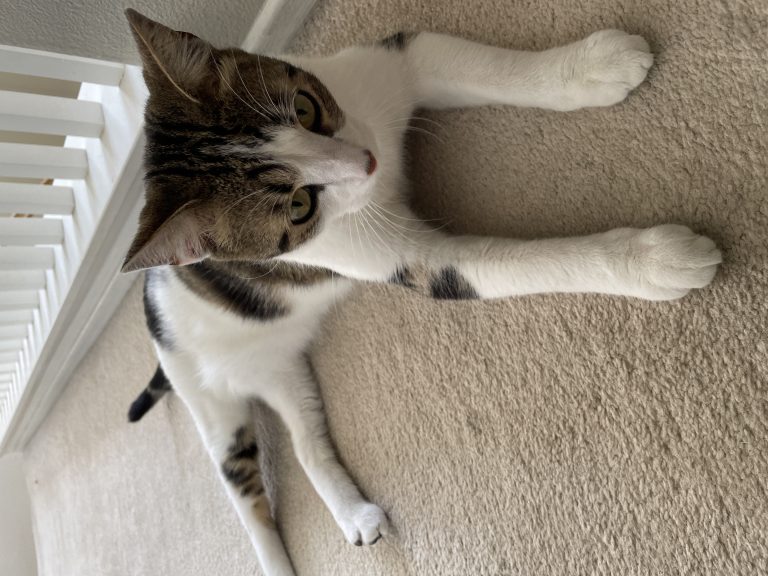 Cal, lost cat, Generic