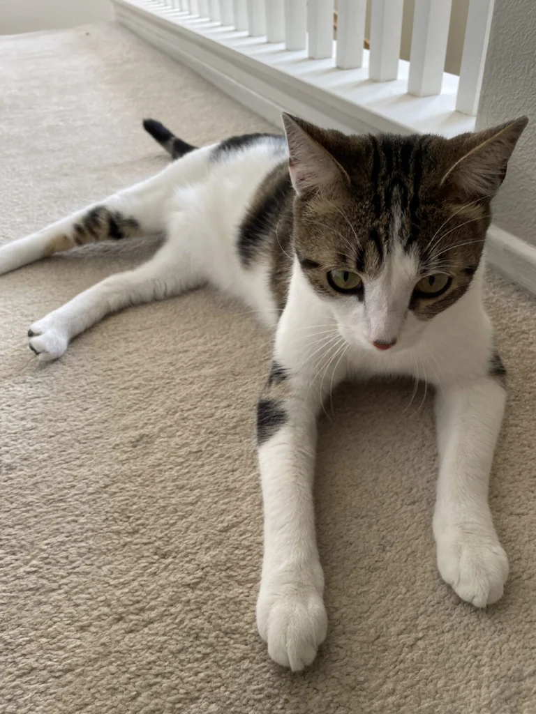 Cal, lost cat, Generic