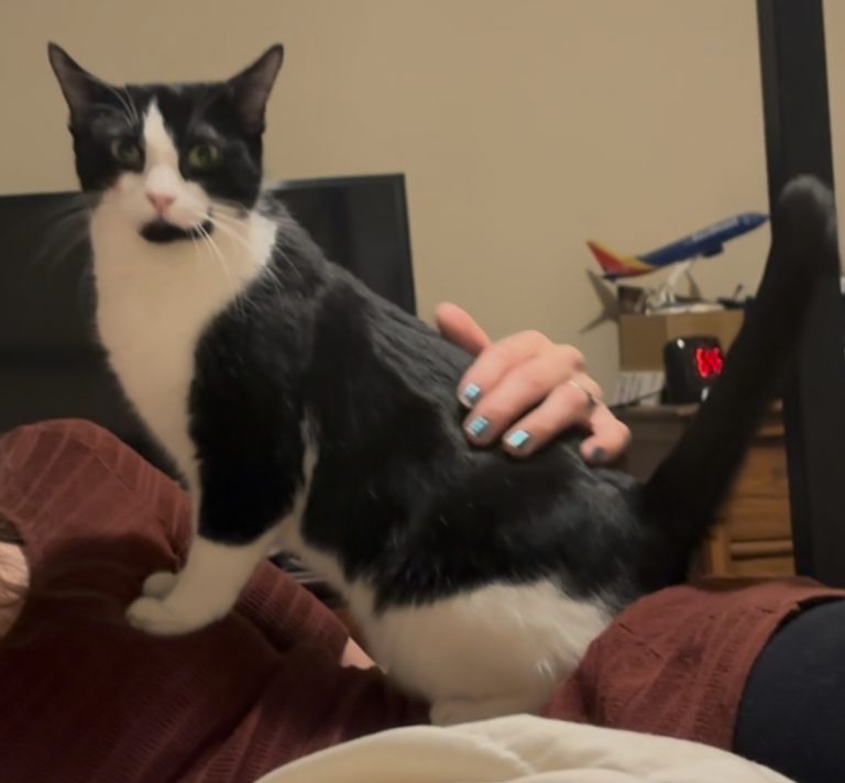 Chi Chi (Boudica), lost cat, Tuxedo
