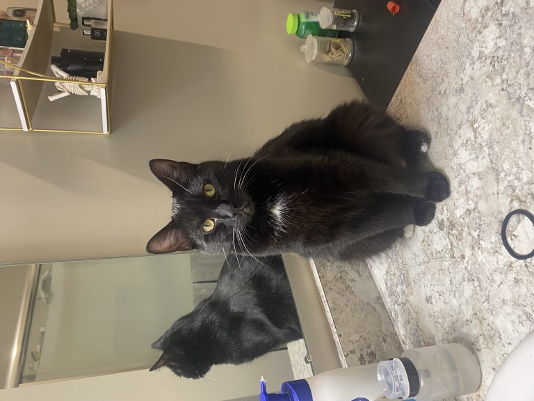 Bear, lost cat, American shorthair
