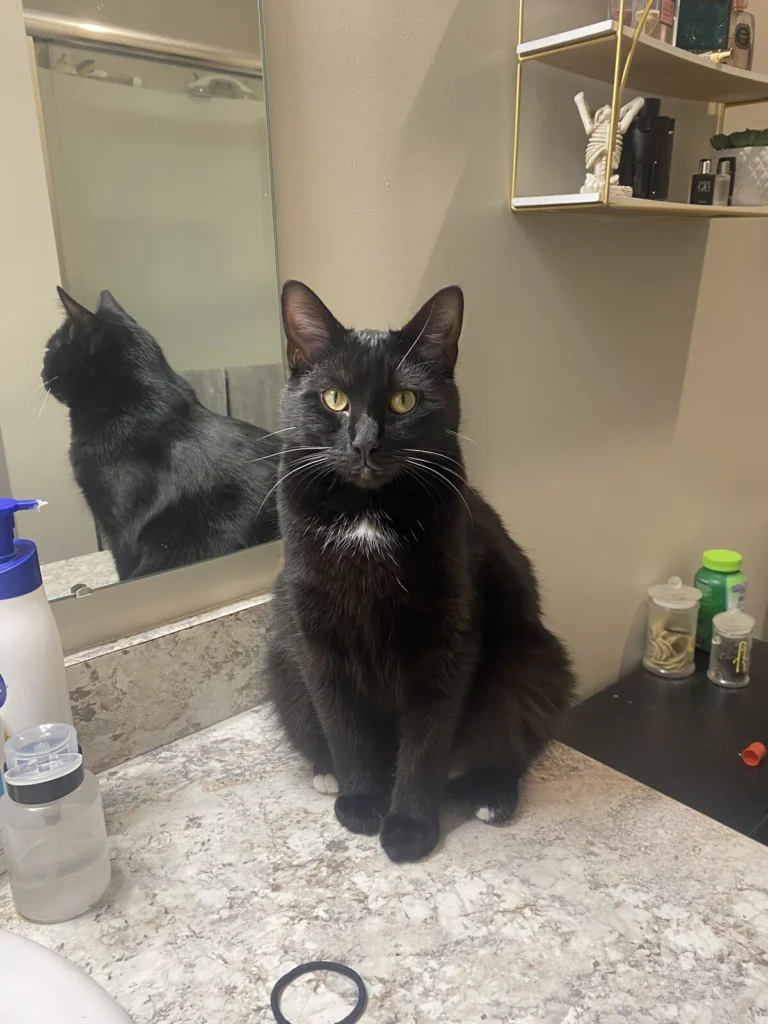 Bear, lost cat, American shorthair