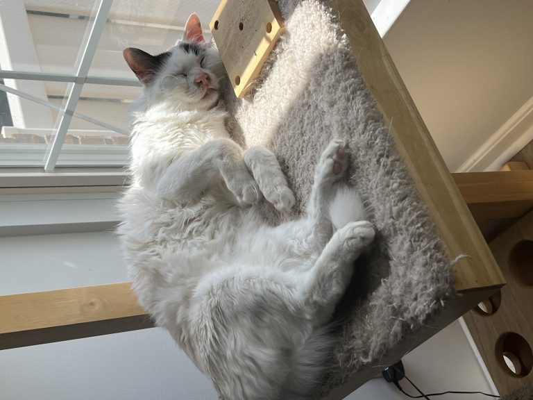 Ralph, lost cat, Turkish van