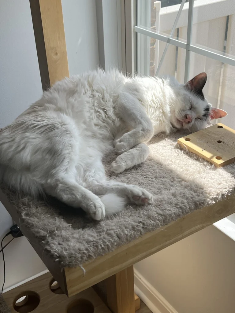 Ralph, lost cat, Turkish van