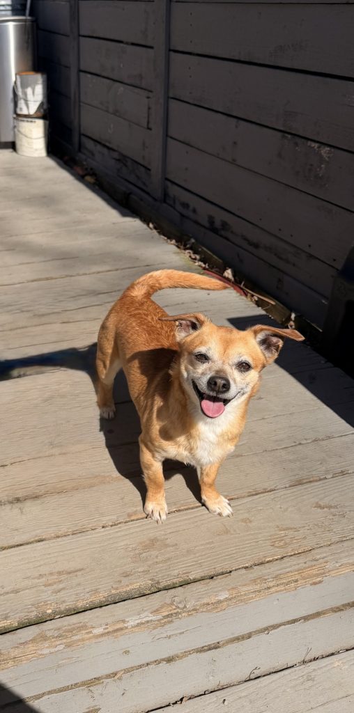 Maxi, lost dog, chihuahua