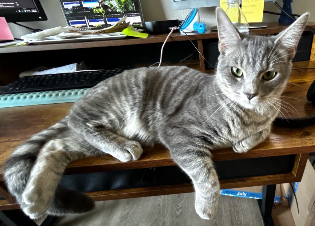 Leo, lost cat, American Shorthair