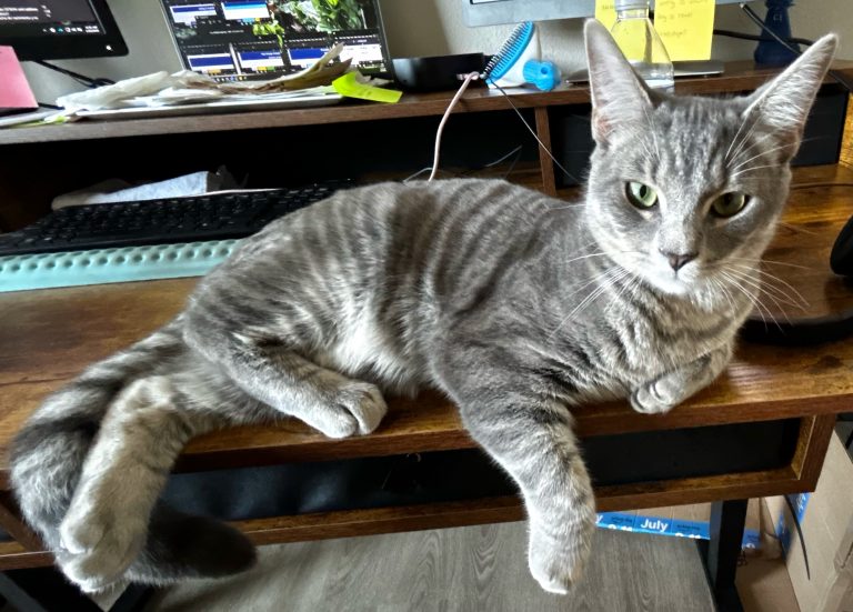 Leo, lost cat, American Shorthair
