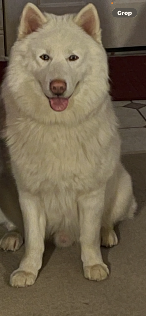 Dozer, lost dog, Malamute Husky