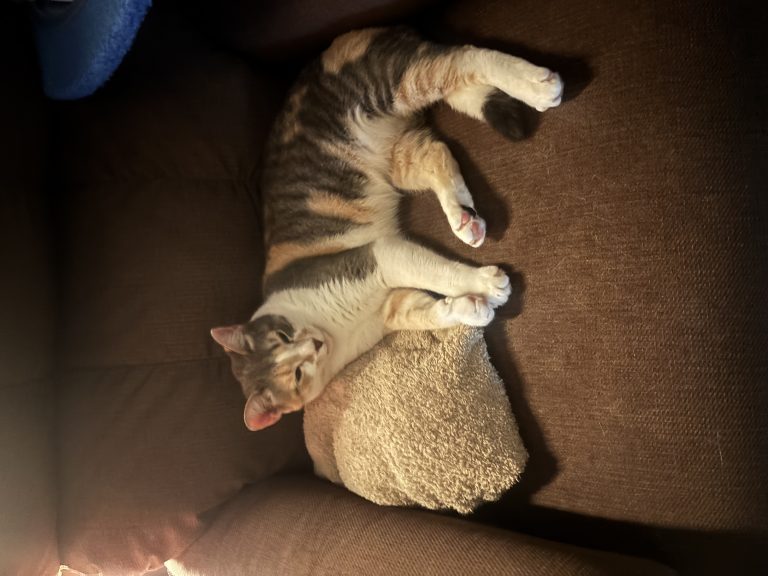 Goop, lost cat, Dilute calico