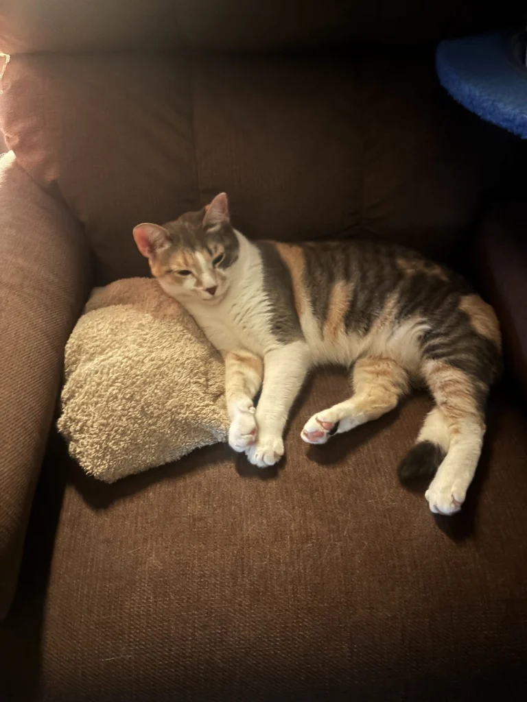 Goop, lost cat, Dilute calico