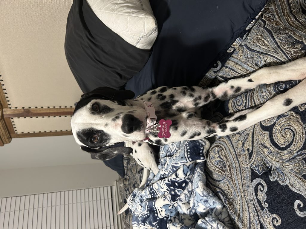 Athena, lost dog, Dalmatian