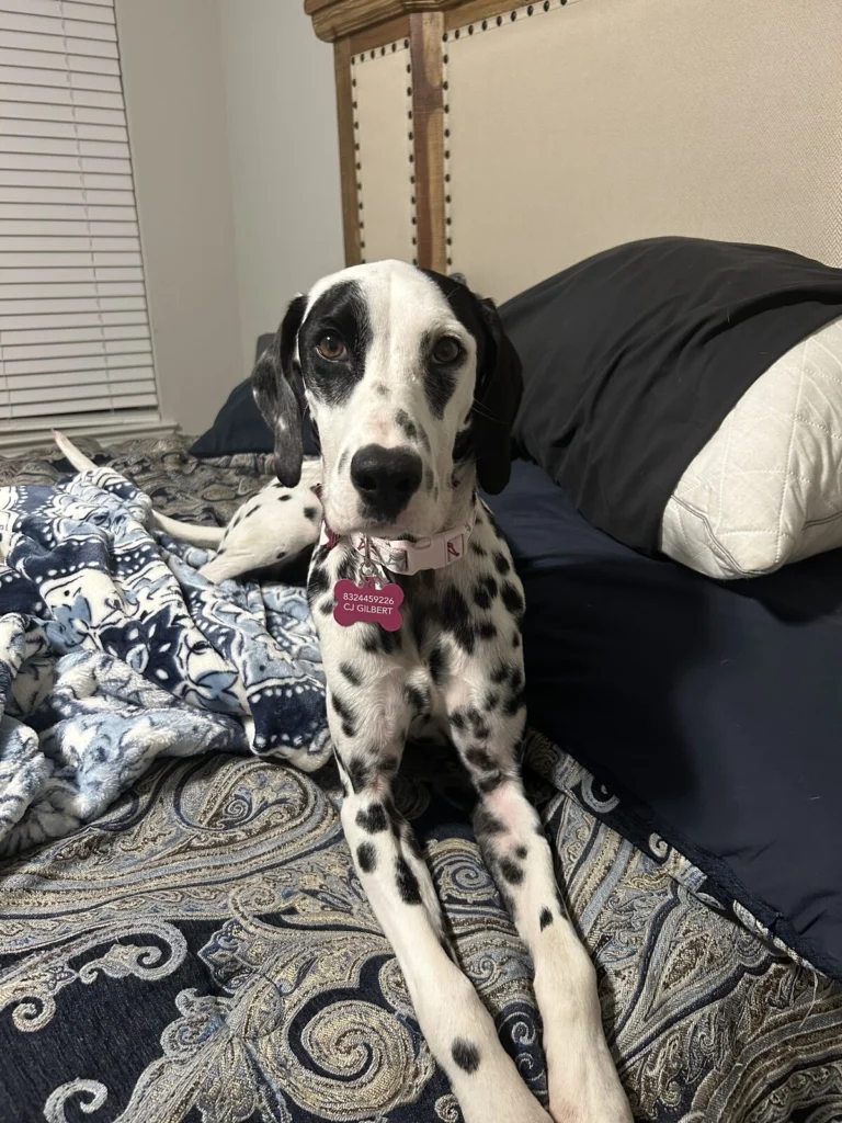 Athena, lost dog, Dalmatian