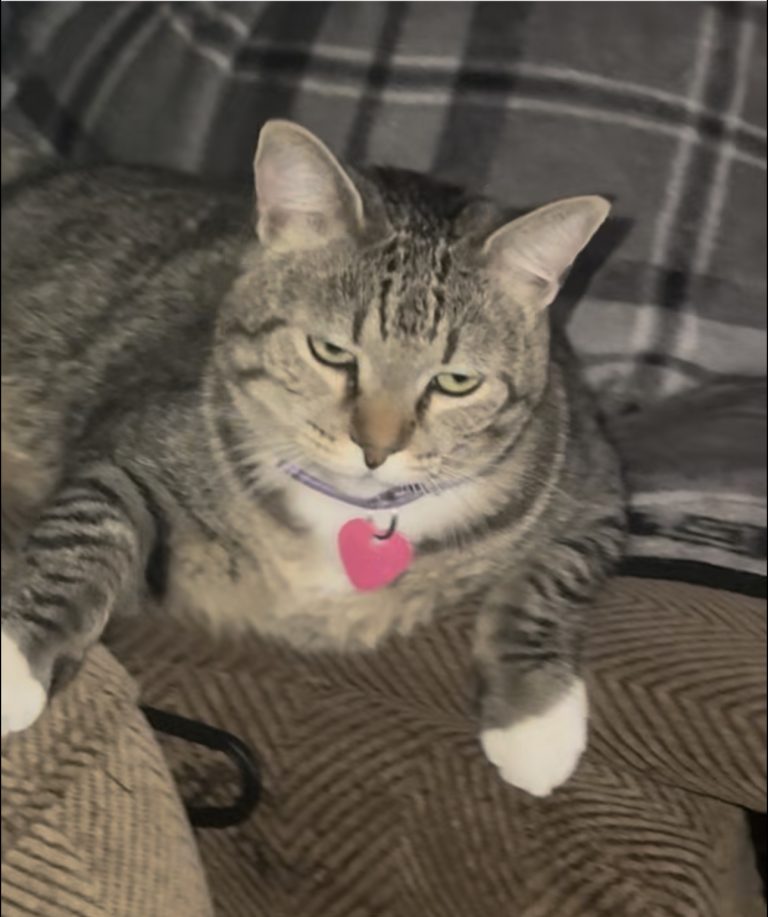 Mary, lost cat, Mix