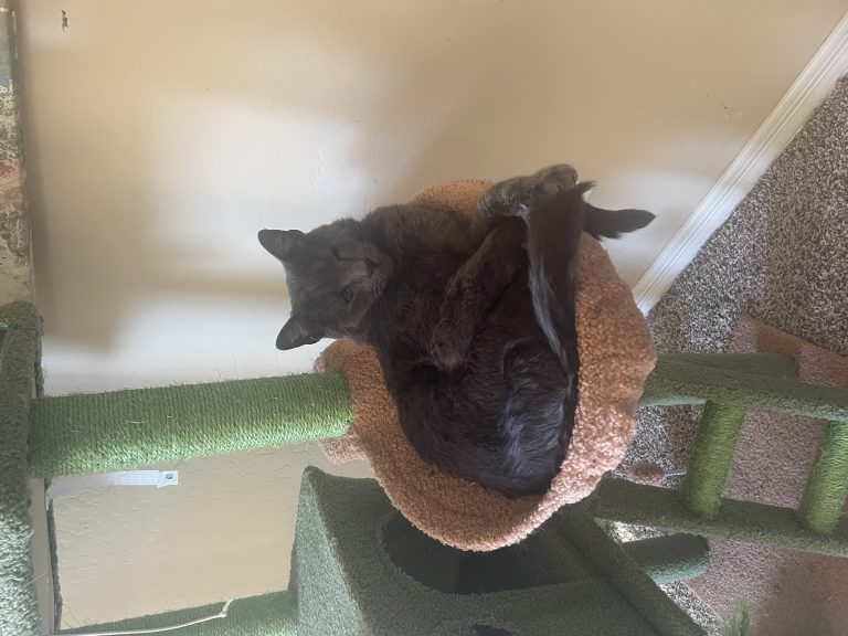 Jessup, lost cat, russian blue