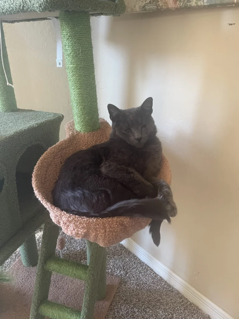 Jessup, lost cat, russian blue