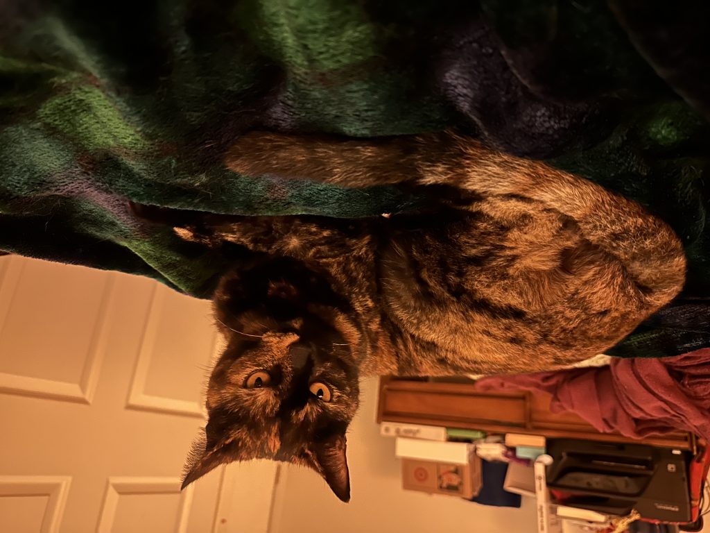 Ciri, lost cat, Domestic short hair