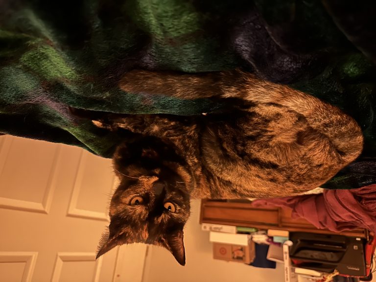 Ciri, lost cat, Domestic short hair