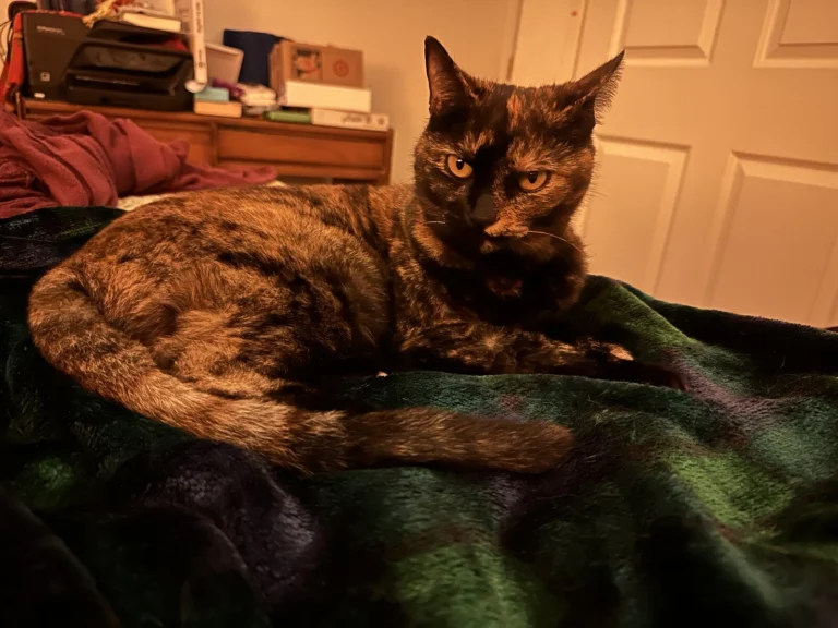 Ciri, lost cat, Domestic short hair