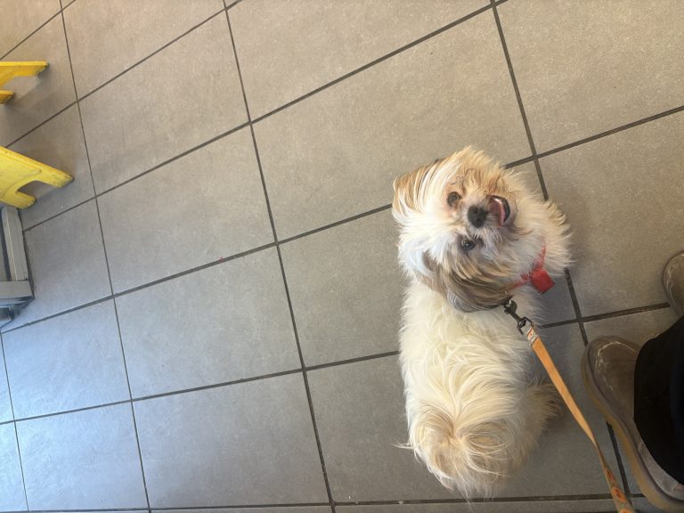Koda, lost dog, Shih tzu