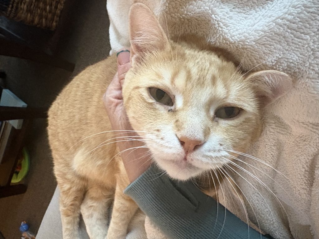 Teagan, lost cat, DSH