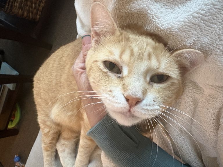 Teagan, lost cat, DSH