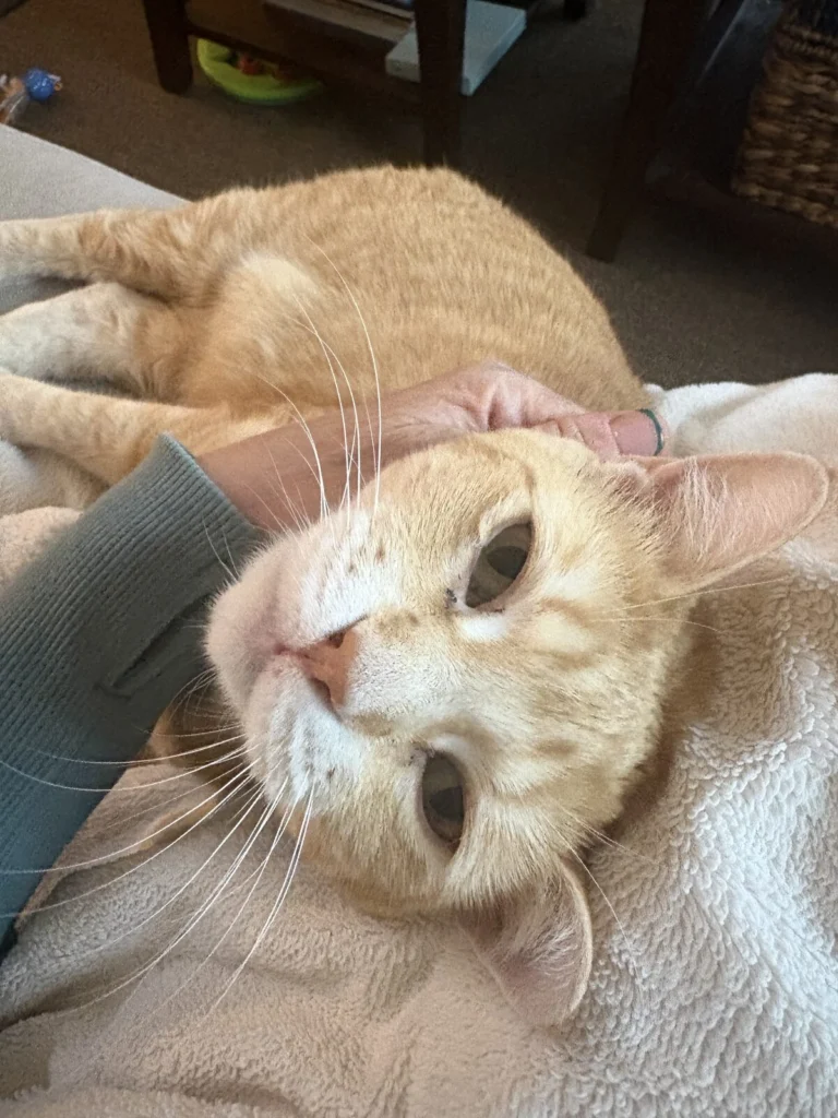 Teagan, lost cat, DSH
