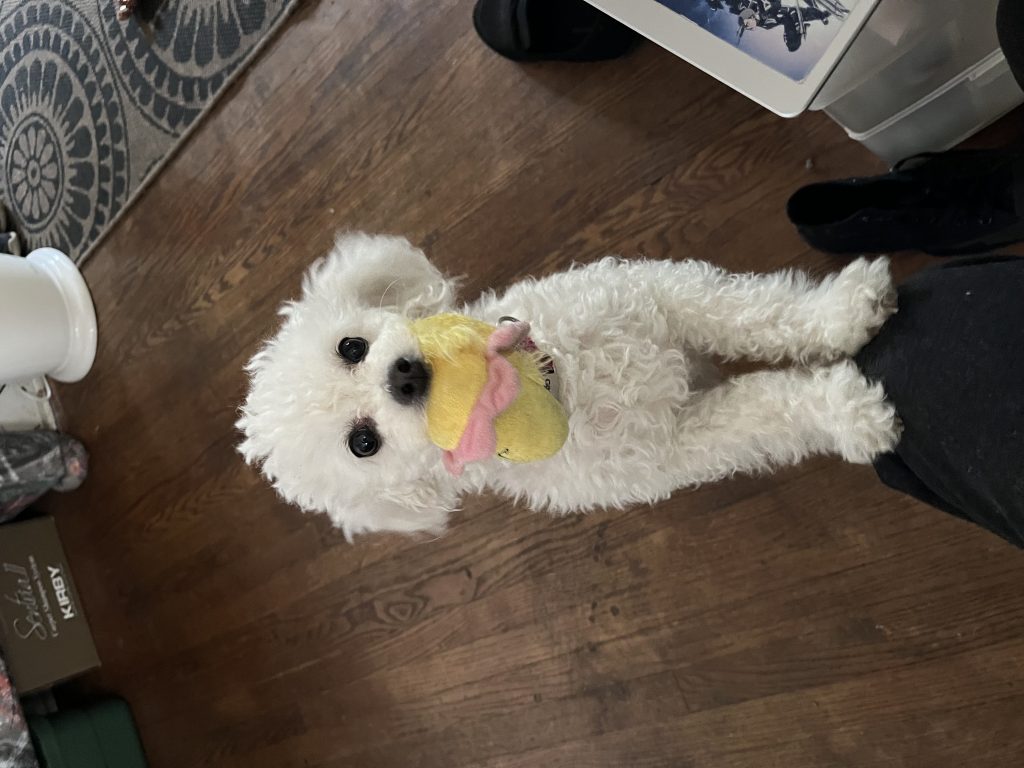 Misty, lost dog, Maltese