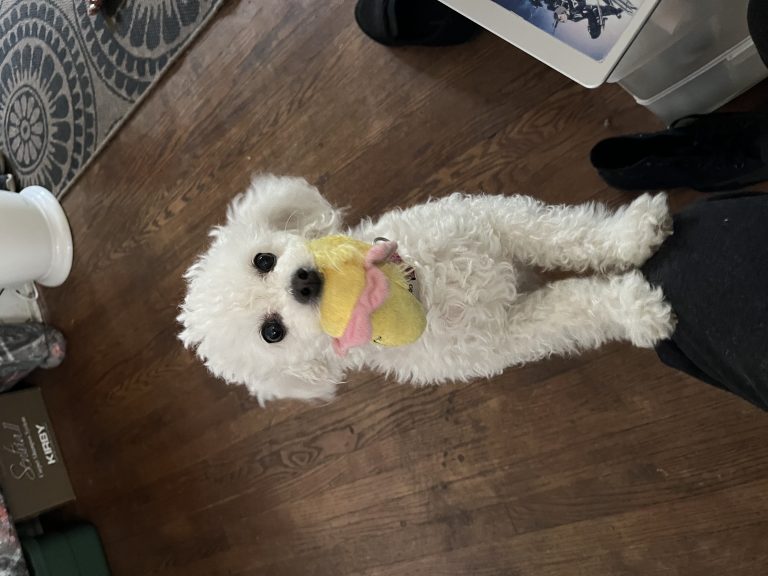 Misty, lost dog, Maltese