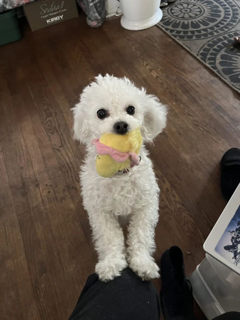 Misty, lost dog, Maltese