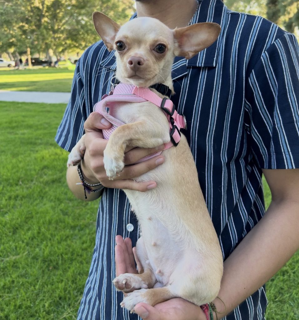 Bambi, lost dog, Chihuahua