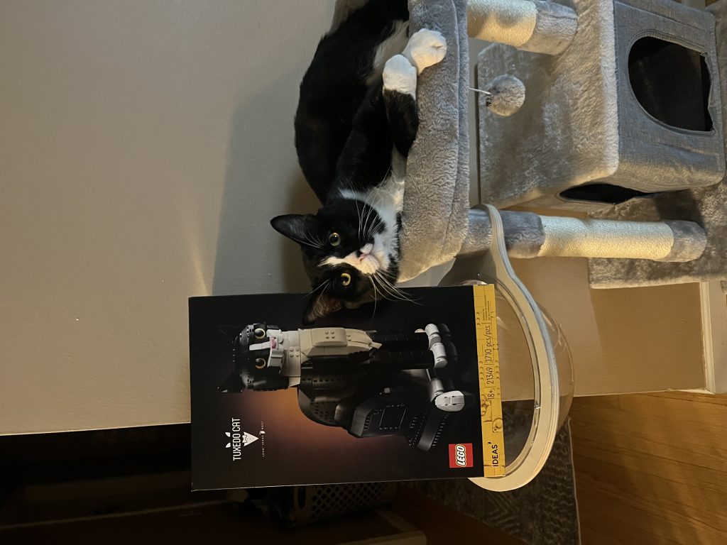 Stinky, lost cat, Domestic Shorthair
