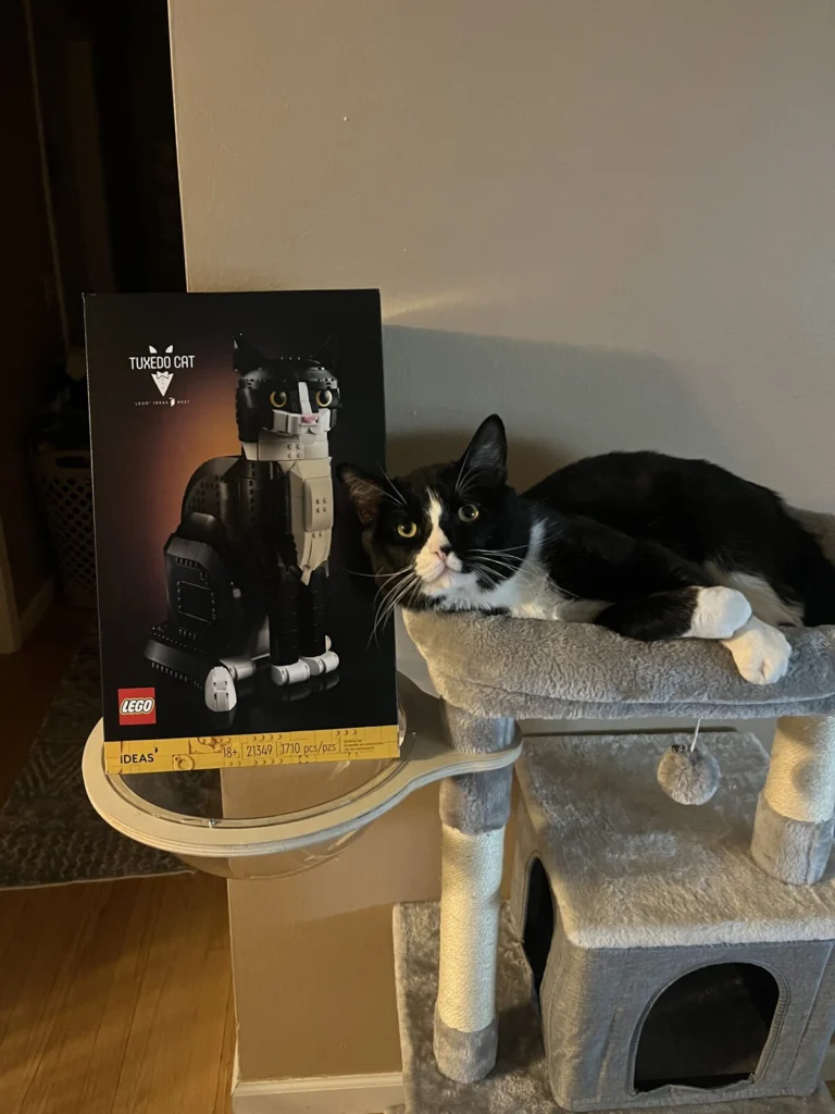 Stinky, lost cat, Domestic Shorthair